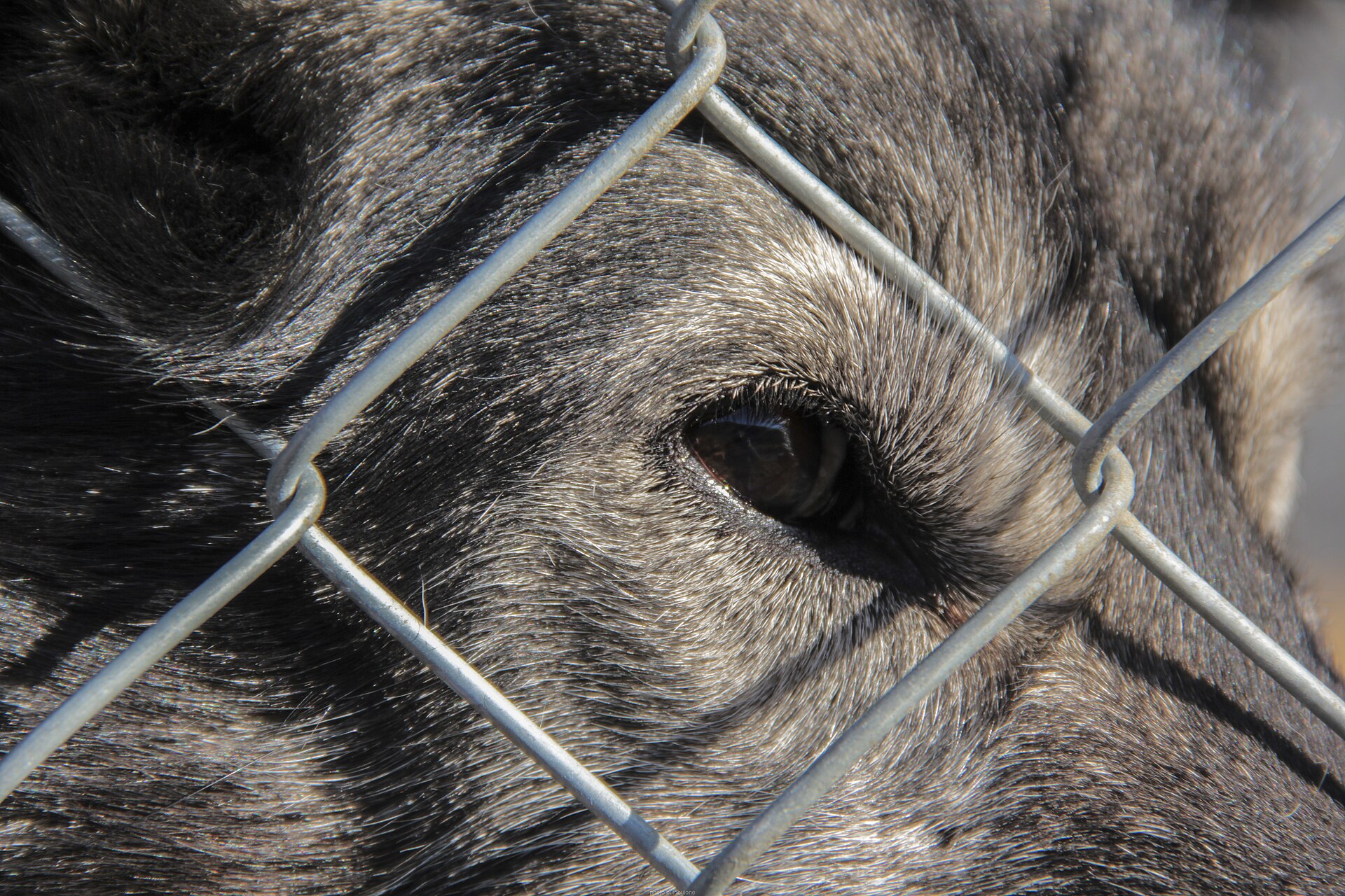 Longyearbyen — DIE HUSKYS: Kein Show-Element · echtes Arbeiten in der Arktis