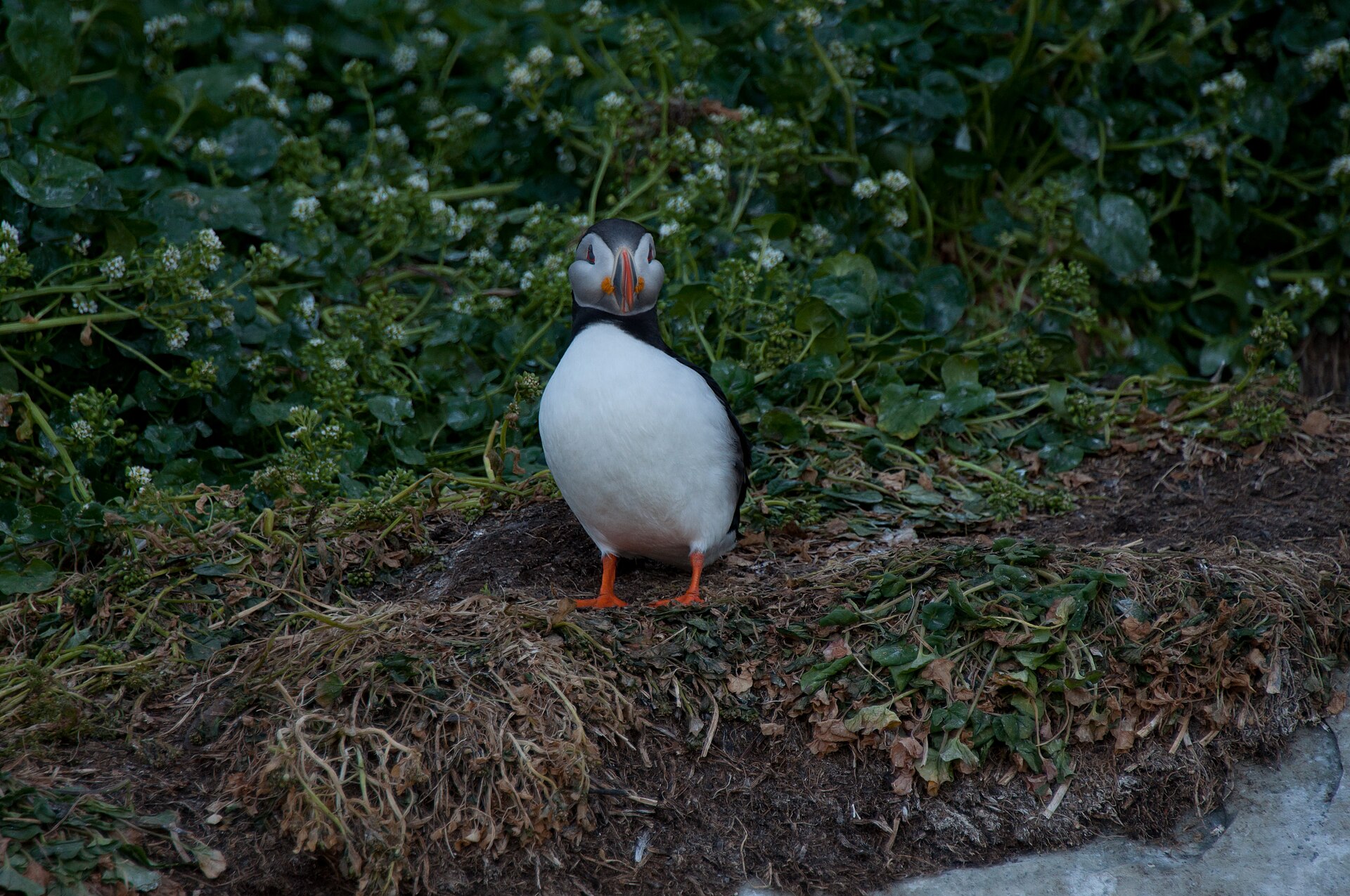 Nordkap — GJESVÆR & SKARSVÅG: Papageientaucher, Felsbogen, das nördlichste Fischerdorf